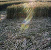 Crop circle in Dodwoth